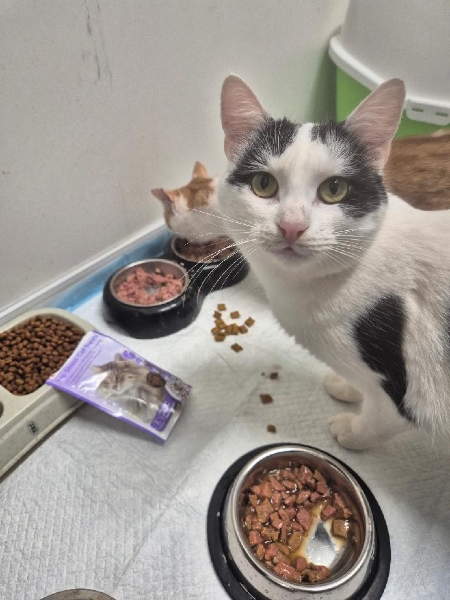 Lázeňské kočky z.s.